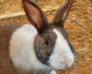Dutch rabbit