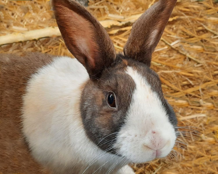 Dutch rabbit