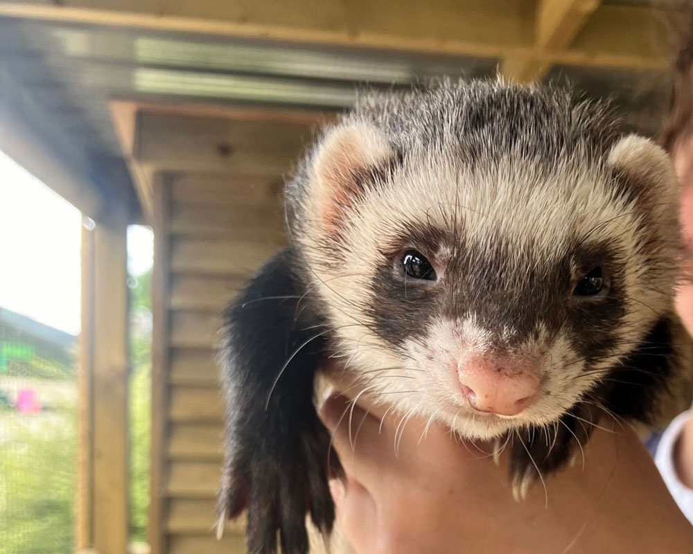 ferret