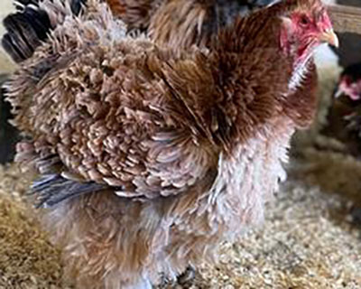 Frizzled Bahma chicken