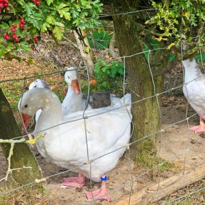 West of England geese
