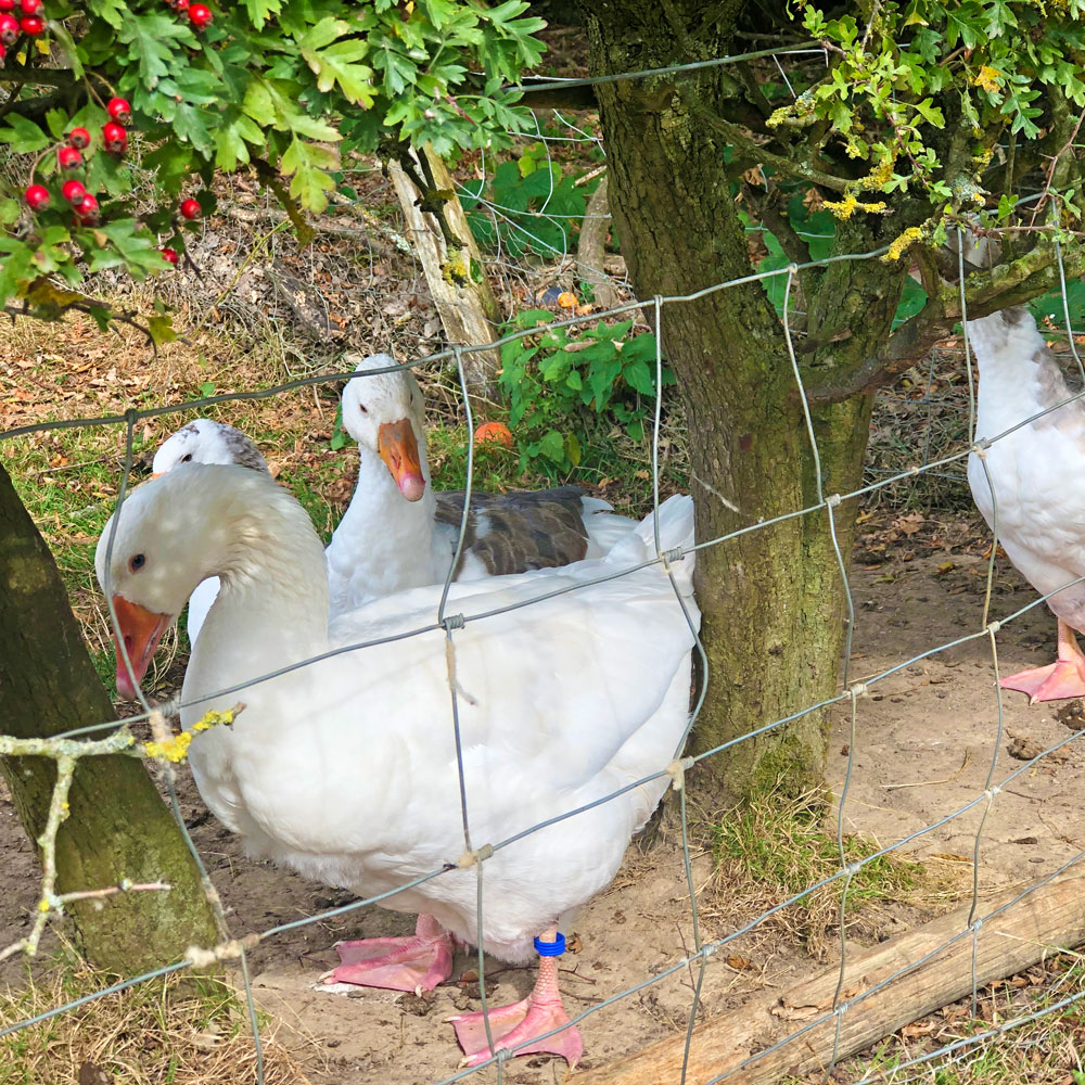 West of England geese