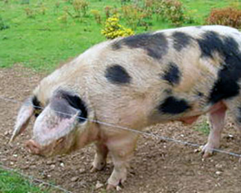 Gloucester Old Spot pig