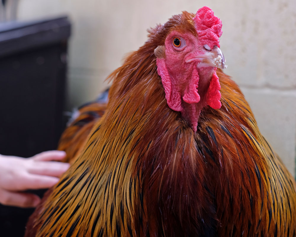 Gold Brahma chicken