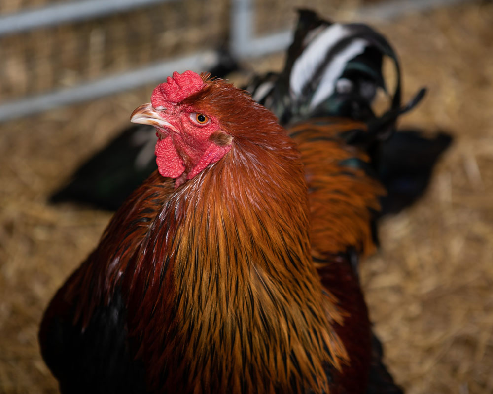 Gold Brahma chicken