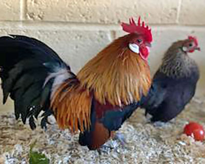 Gold Dutch Bantam