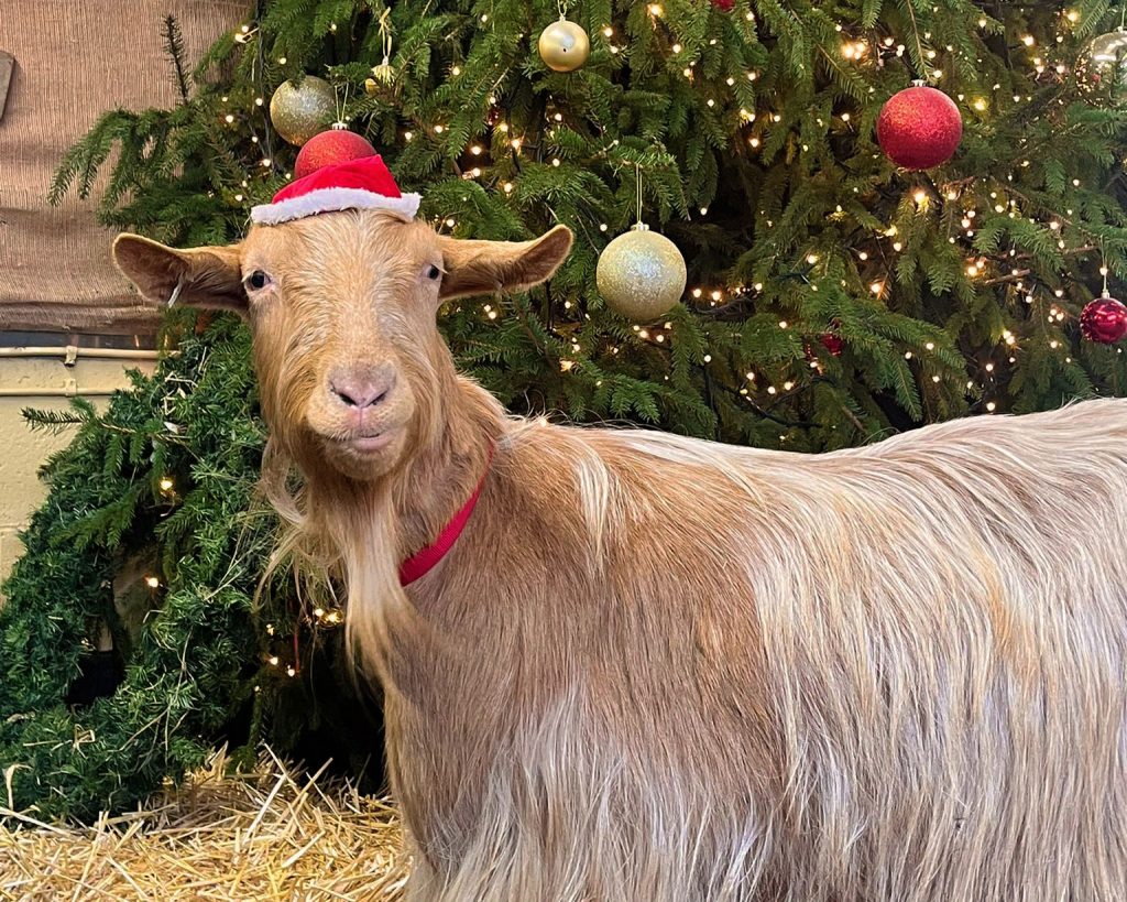 Our Golden Guernsey goat, Marley, at Christmas