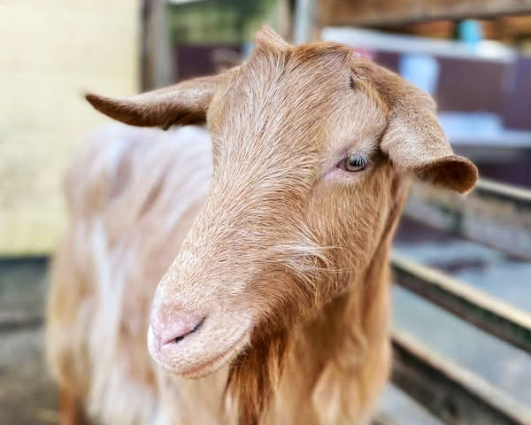 Golden Guernsey goat