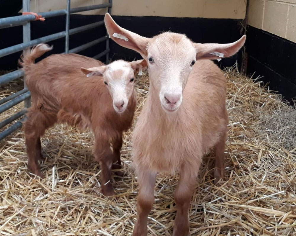 Marley, our Golden Guernsey goat as a baby