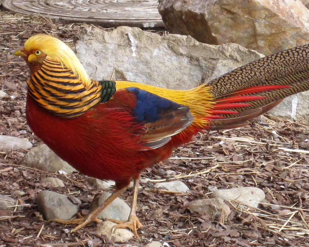 Golden Pheasant