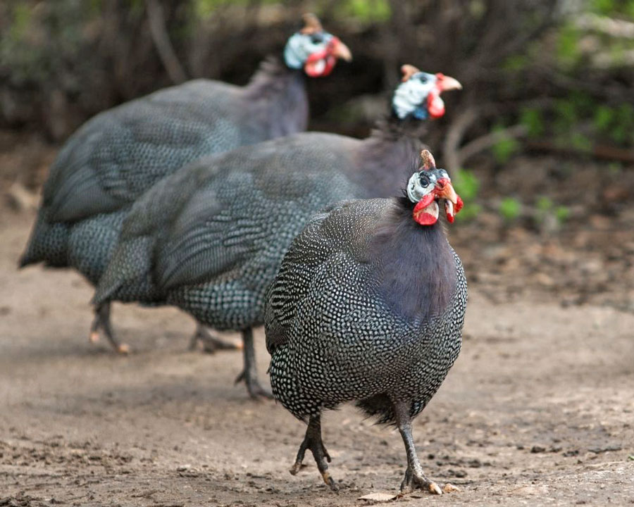 Guinea fowl