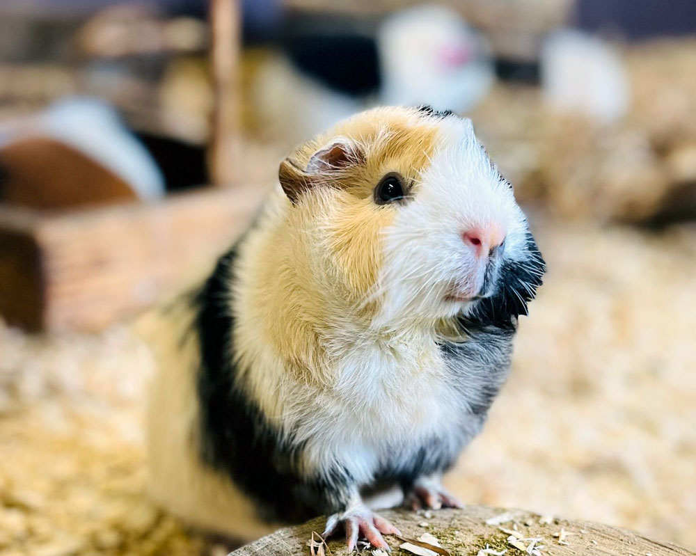 Guinea pig