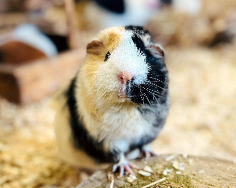 Guinea pig