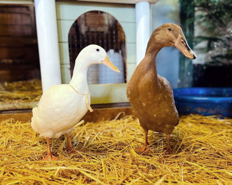 Indian Runner duck