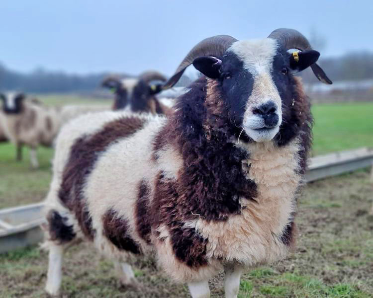 Jacob Sheep