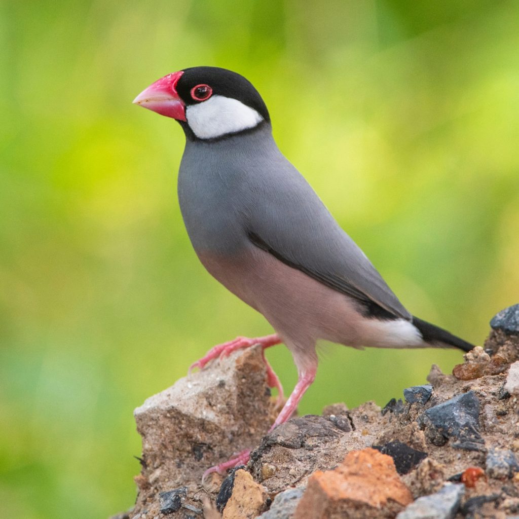 Java Sparrow