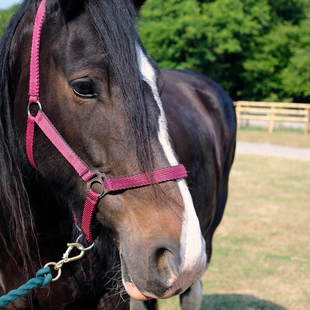 Shire horse