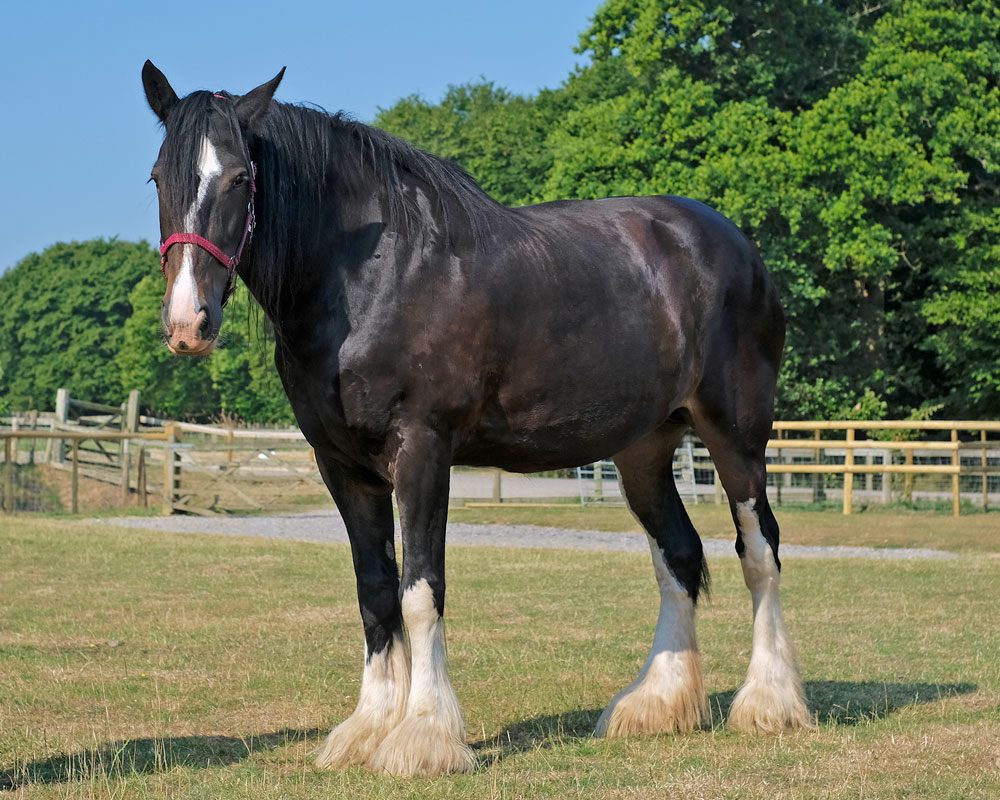 Lady Rhona shire horse