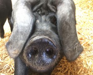 Large Black pig