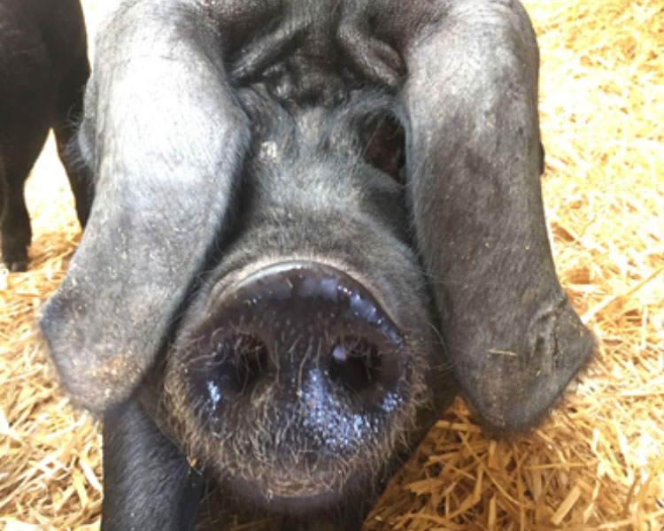 Large Black pig