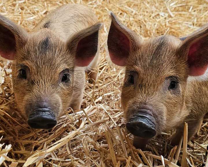 Mangalitza piglets