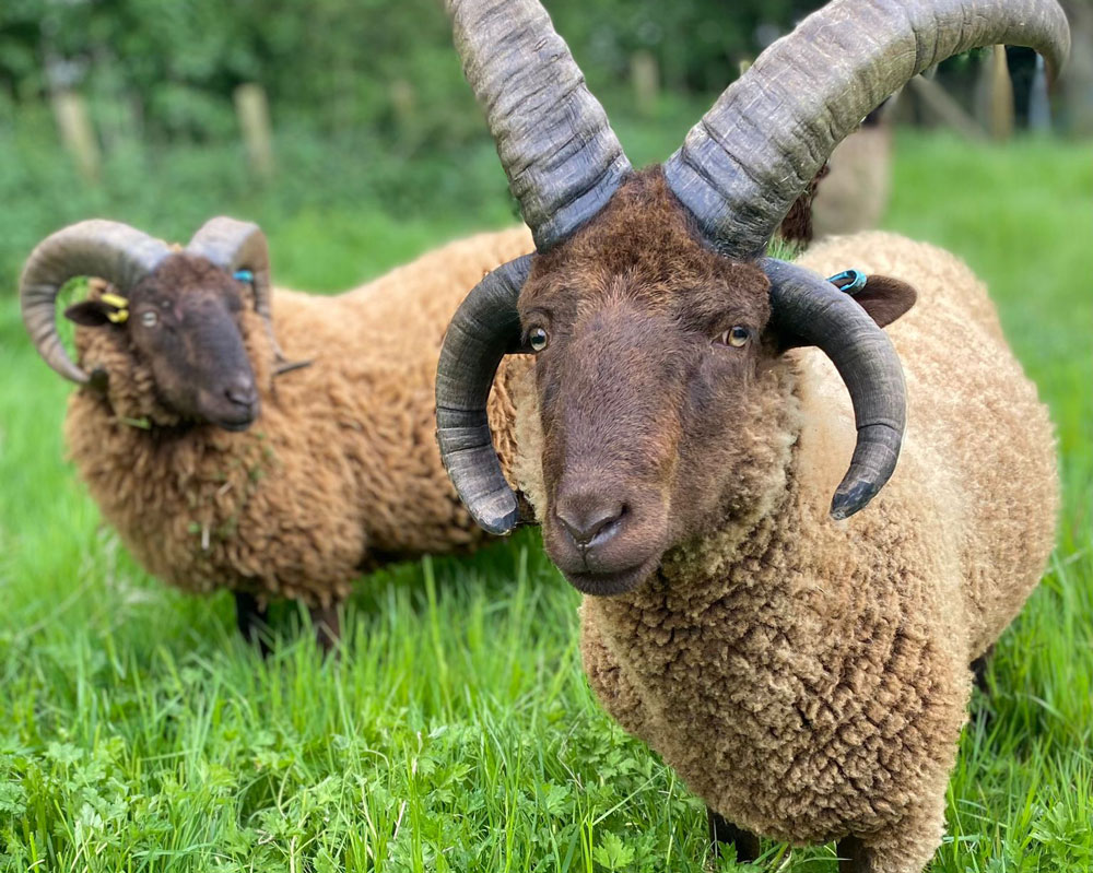 Manx Loaghtan sheep