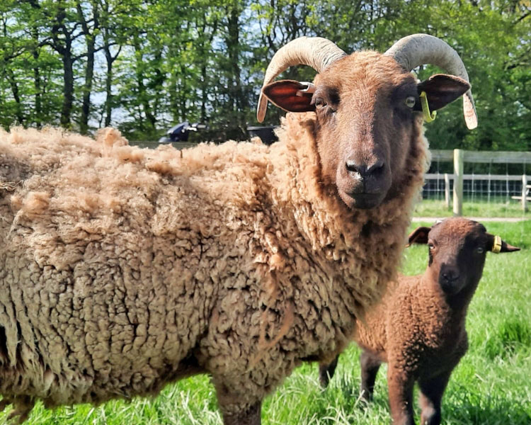 Manx Loaghtan sheep