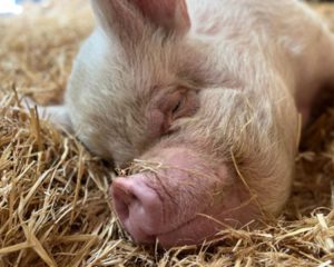 Middle White pig