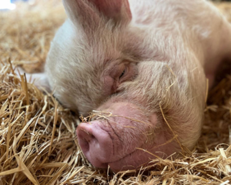 Middle White pig