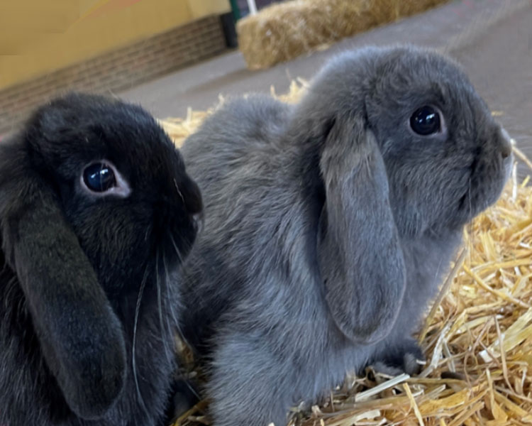 Mini Lop rabbit