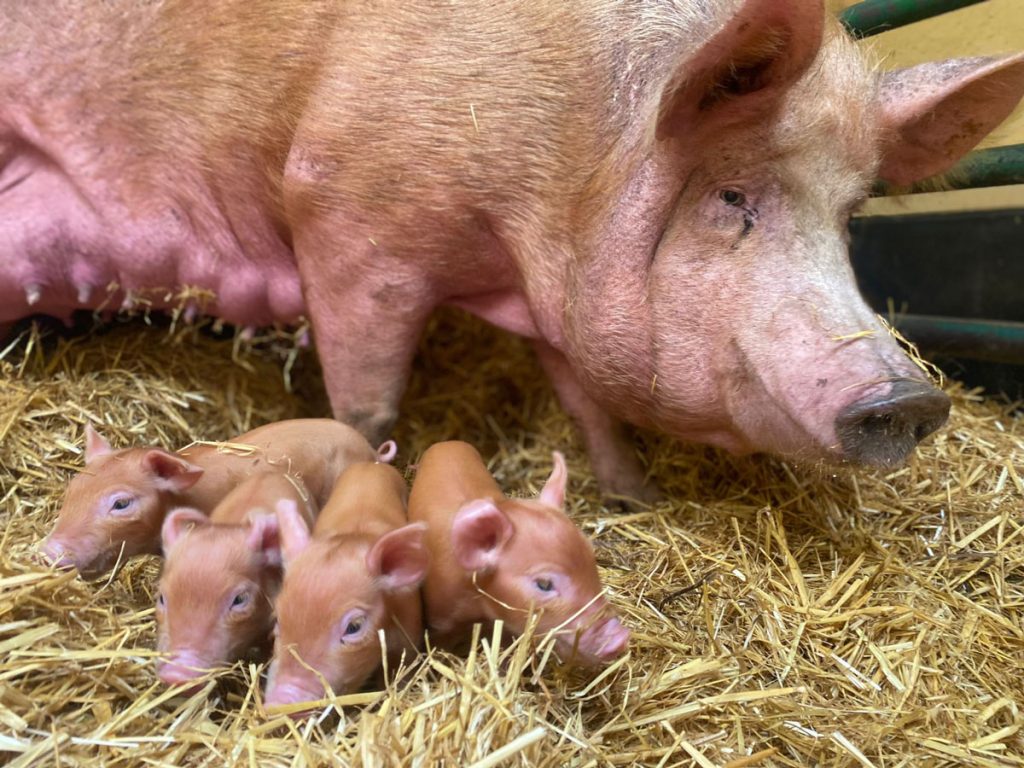 Mum and piglets