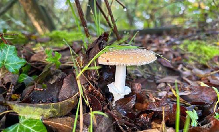 Autum mushroom at the Rare Breeds Centre