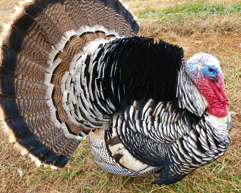 Narragansett turkey