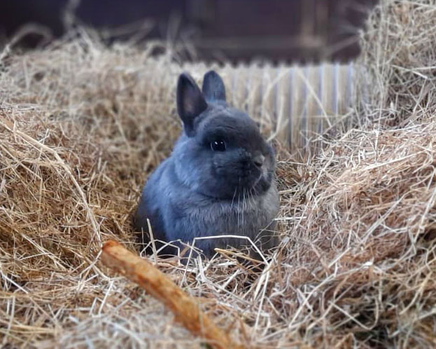 Netherland Dwarf rabbit
