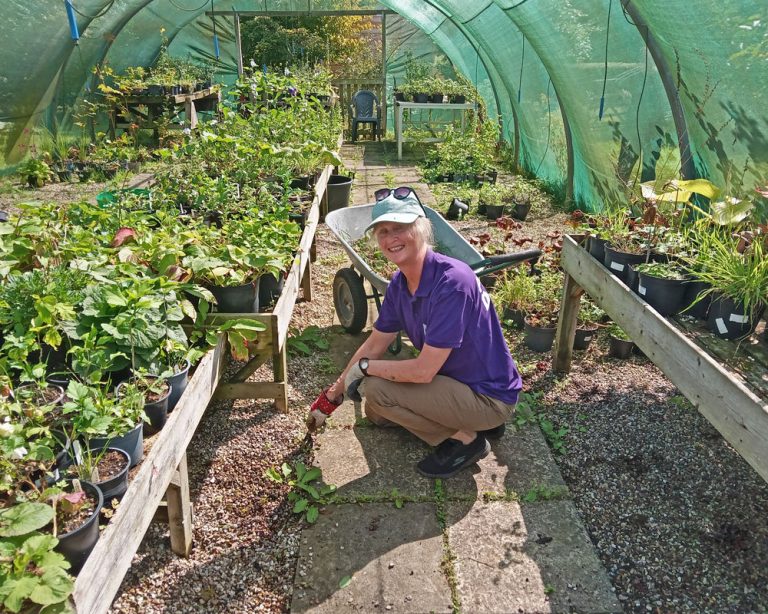 A volunteer helping in Plants and Produce