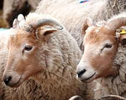Portland sheep