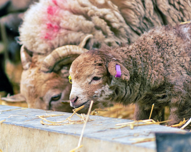 Portland sheep