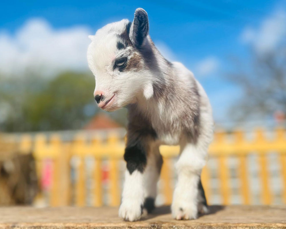 pygmy goats
