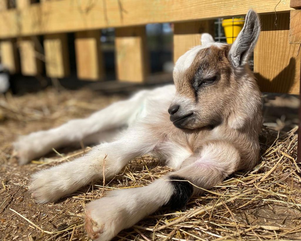 pygmy goat