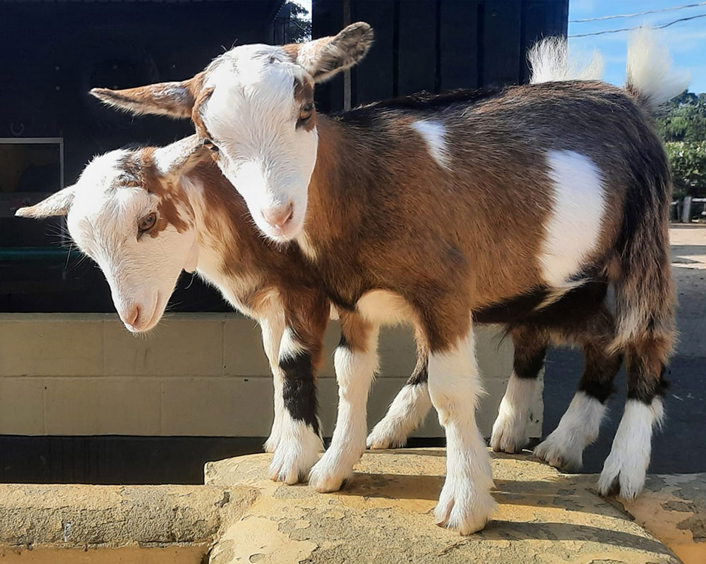 pygmy goats