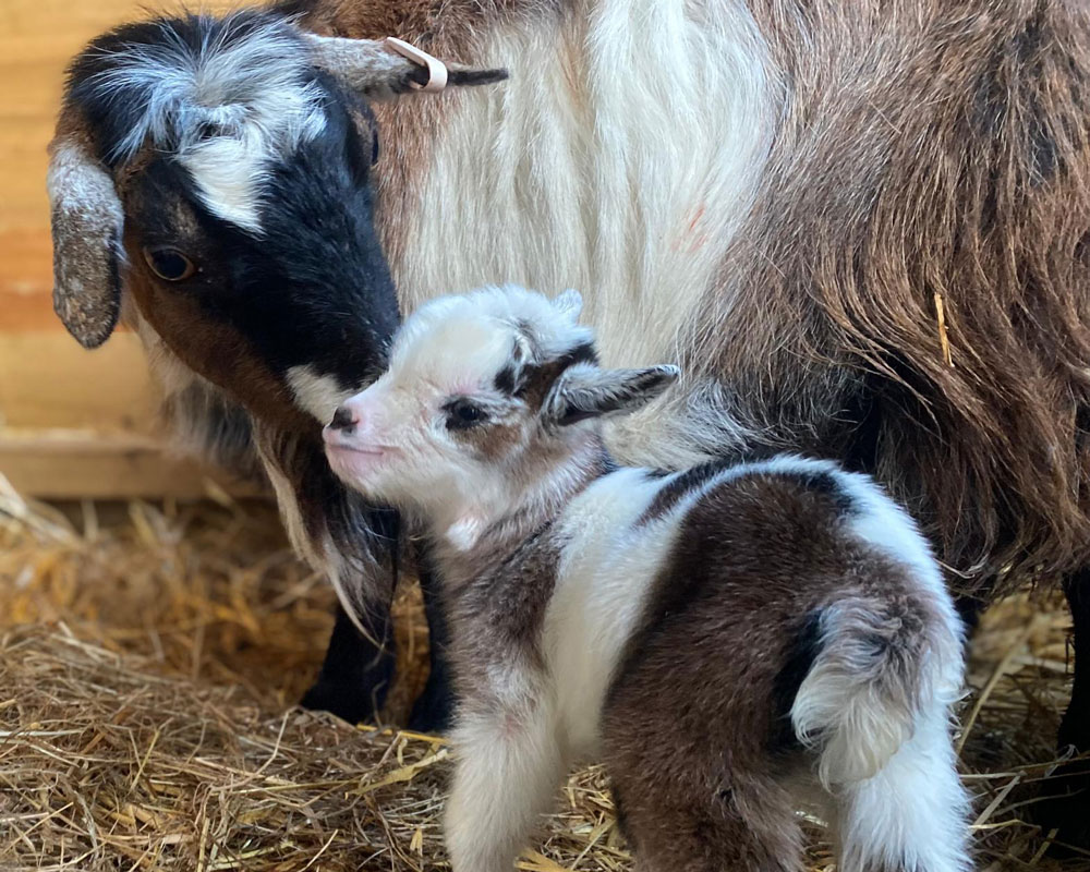 pygmy goats