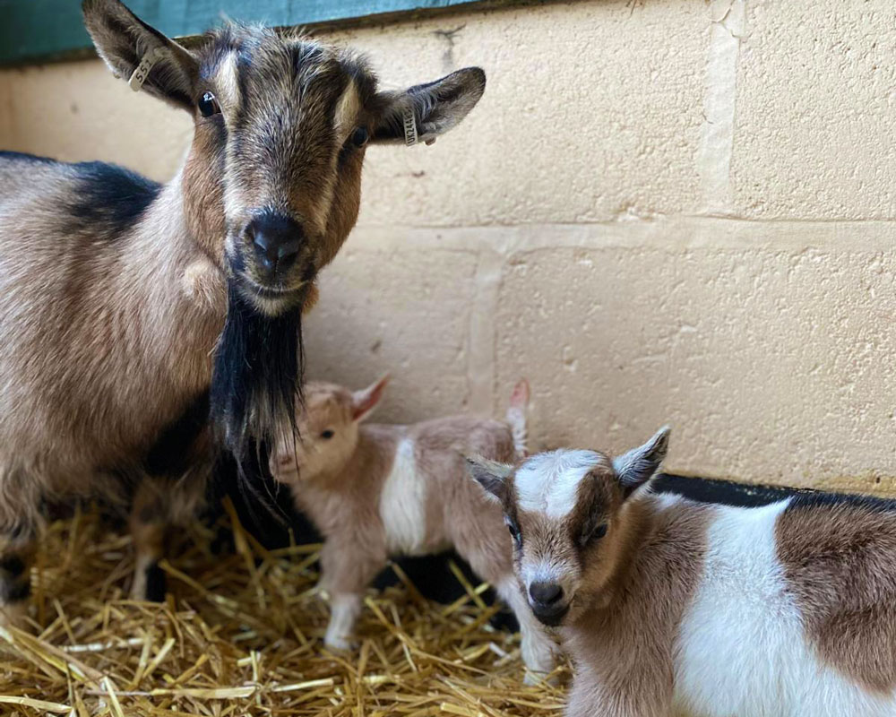 pygmy goats