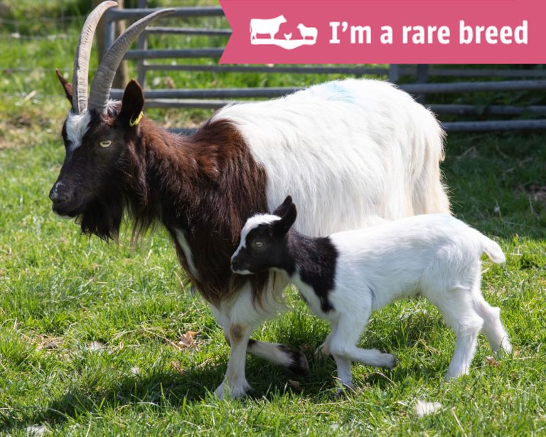 Rare Breeds icon on a photo of Bagot goats