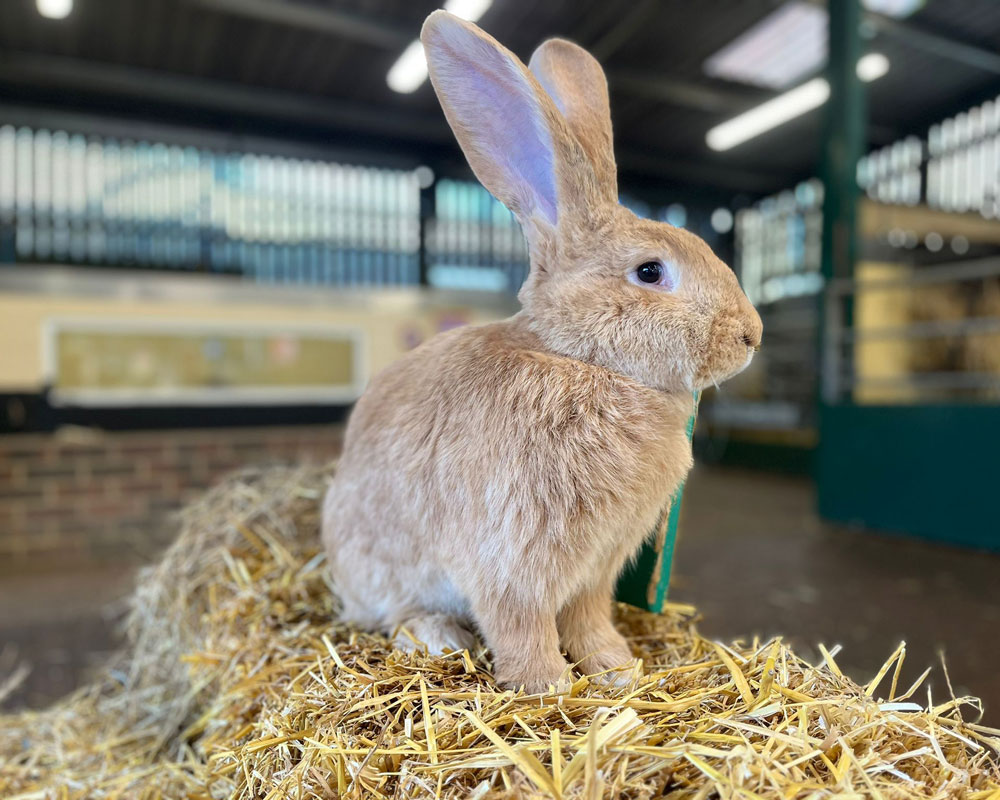 Rex rabbit