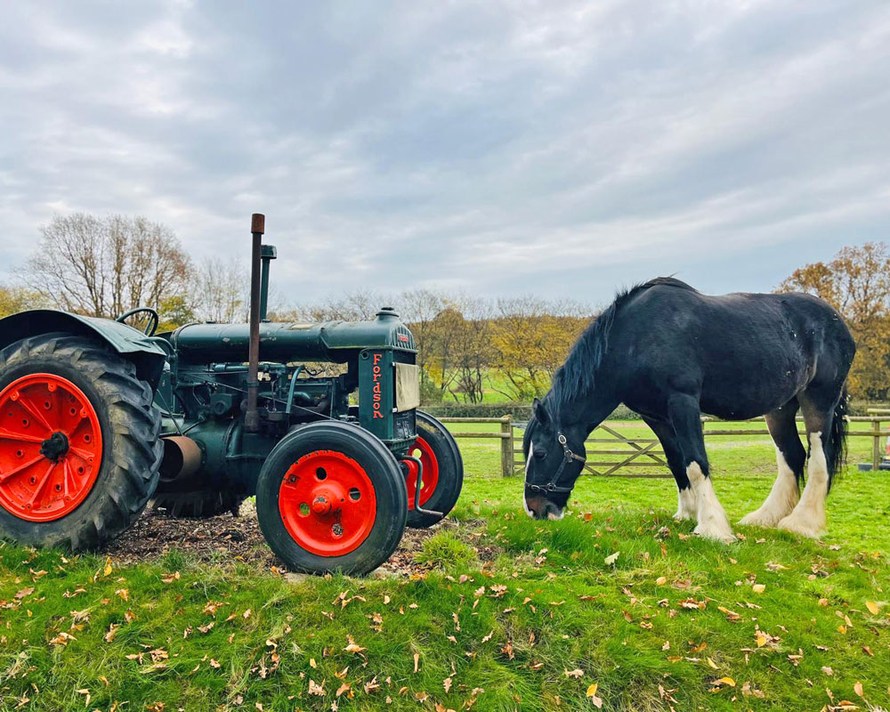 Rhpna the shire horse with tractor