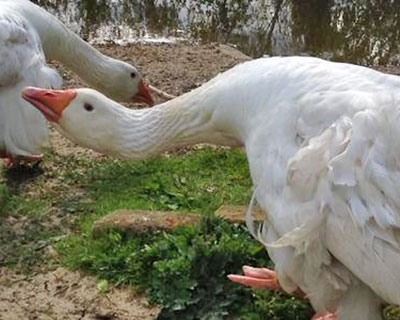 Sebastopol geese
