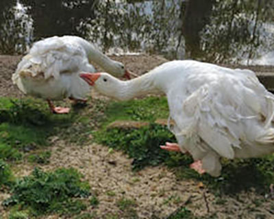 Sebastopol geese