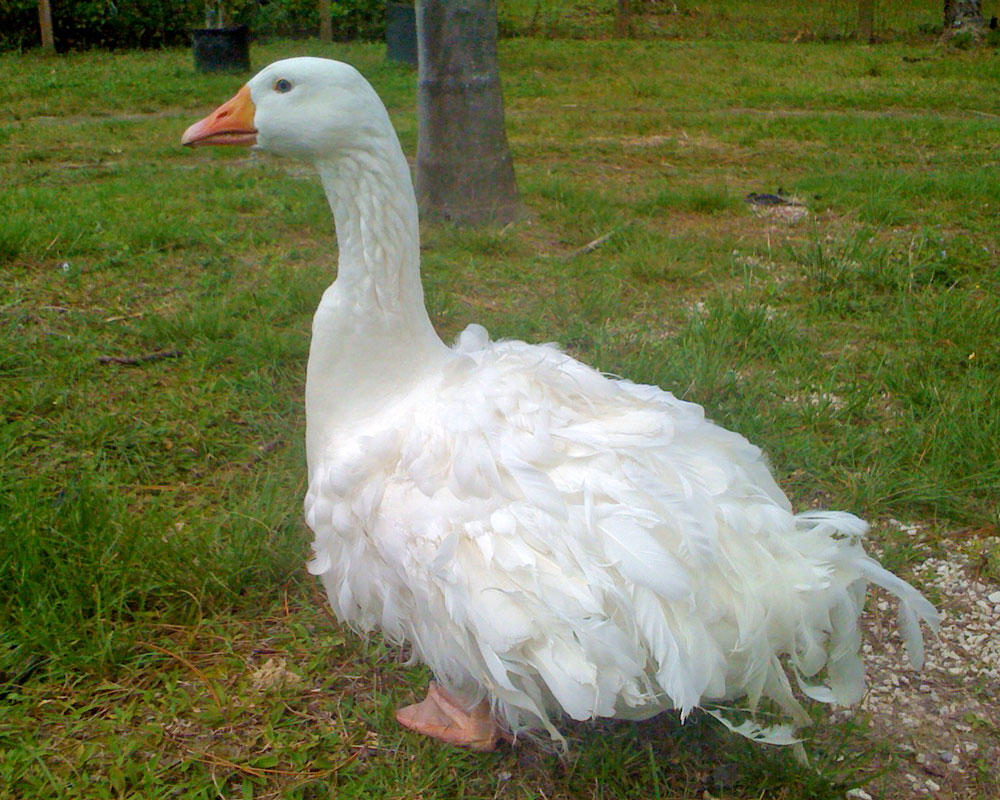 Sebastopol goose