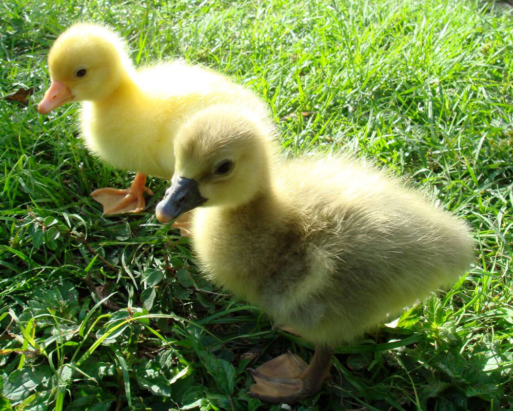 Sebastopol goslings
