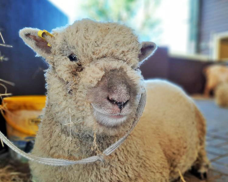 Southdown sheep